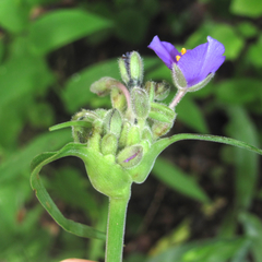 Tradescantia gigantea
