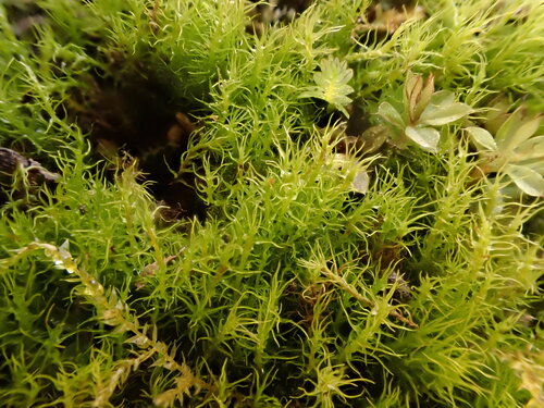 Dicranella schreberiana, 2026-02-07