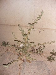 Suaeda vermiculata