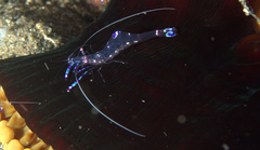 Ancylomenes sarasvati