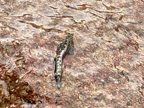 Alticus monochrus