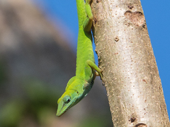 Anolis callainus