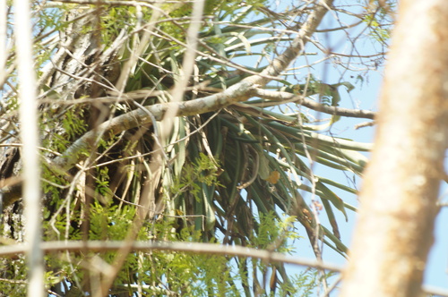 Billbergia pallidiflora, photograph 4