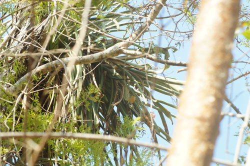 Billbergia pallidiflora, photograph 5