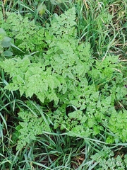 Anthriscus cerefolium