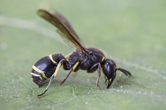 Ancistrocerus scoticus