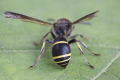 Ancistrocerus scoticus