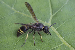 Ancistrocerus scoticus