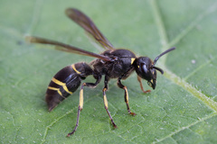 Ancistrocerus scoticus