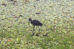 Plegadis chihi
