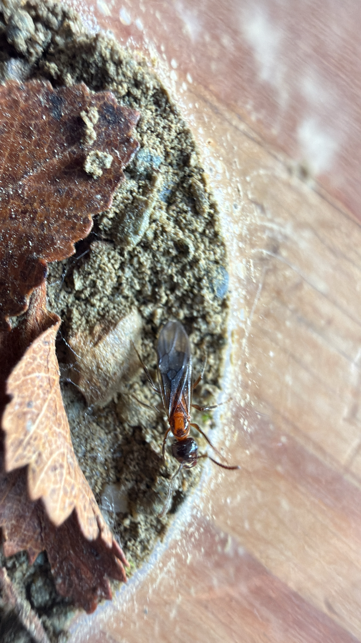 Lasiophanes perplexus