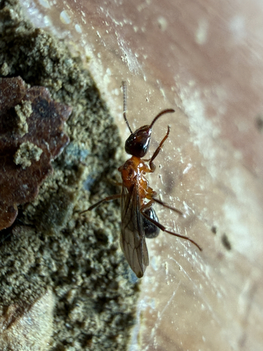Lasiophanes perplexusLasiophanes perplexus