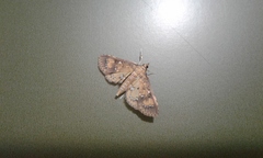 Niphograpta albiguttalis