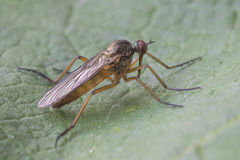 Empis livida