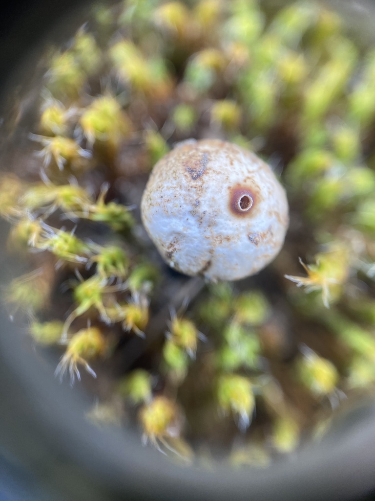 Tulostoma brumale · February 2026 · photo: © katharinegk (iNaturalist, cc-by)