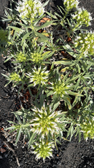 Echium brevirame, photograph (c) William Stephens, some rights reserved (CC BY)