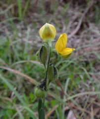 Crotalaria montana