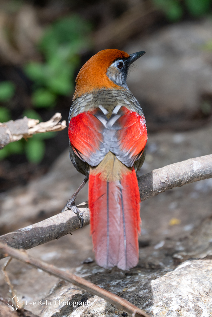 Red-Tailed Laughingthrush
