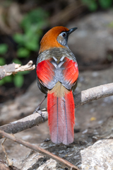 Red-Tailed Laughingthrush photo 1