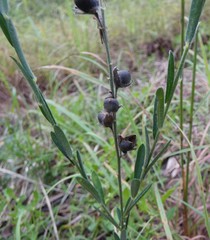 Crotalaria montana