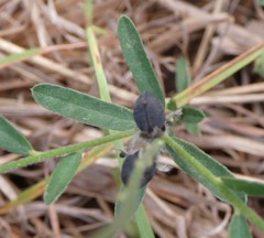 Crotalaria montana