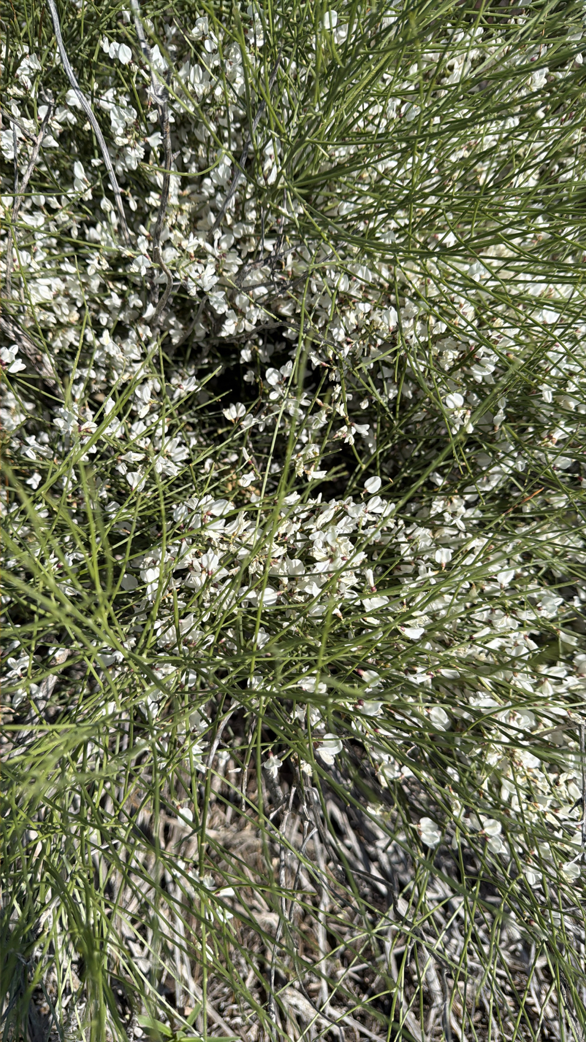 Retama rhodorhizoides