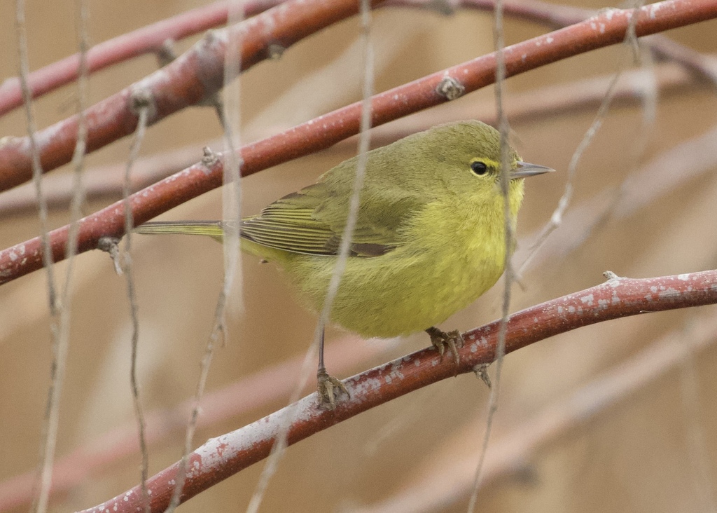 Lutescent Warbler
