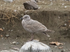 Larus glaucescens × occidentalis