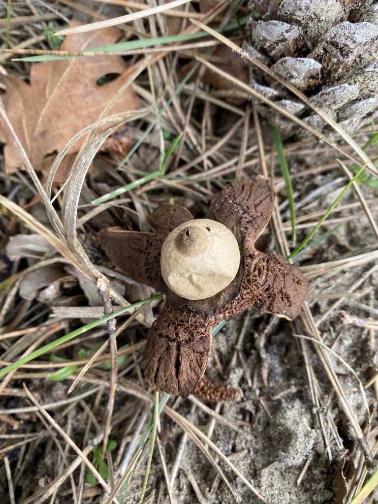 Geastrum michelianum · February 2026 · photo: © katharinegk (iNaturalist, cc-by)