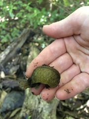 Athoracophorus papillatus