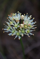 Allium flavescens