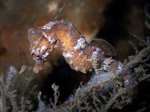 Short-snouted Seahorse