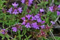 Thymus calcareus
