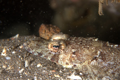 Cymbacephalus nematophthalmus