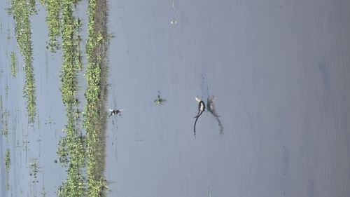 Pheasant-tailed Jacana