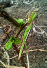 Stagmomantis nahua