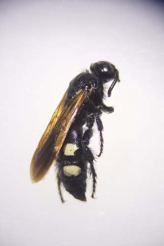 Scolia sexmaculata