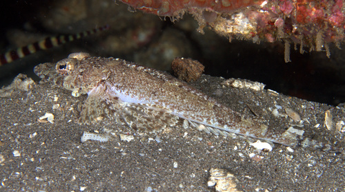 Flathead (Cymbacephalus nematophthalmus) — Platycephalidae