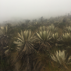 Espeletia grandiflora