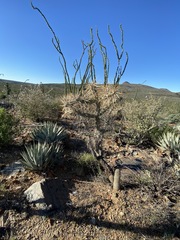 Cylindropuntia molesta molesta