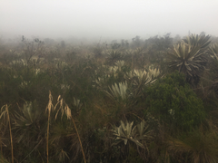 Espeletia grandiflora