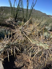 Cylindropuntia molesta molesta