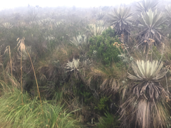 Espeletia grandiflora