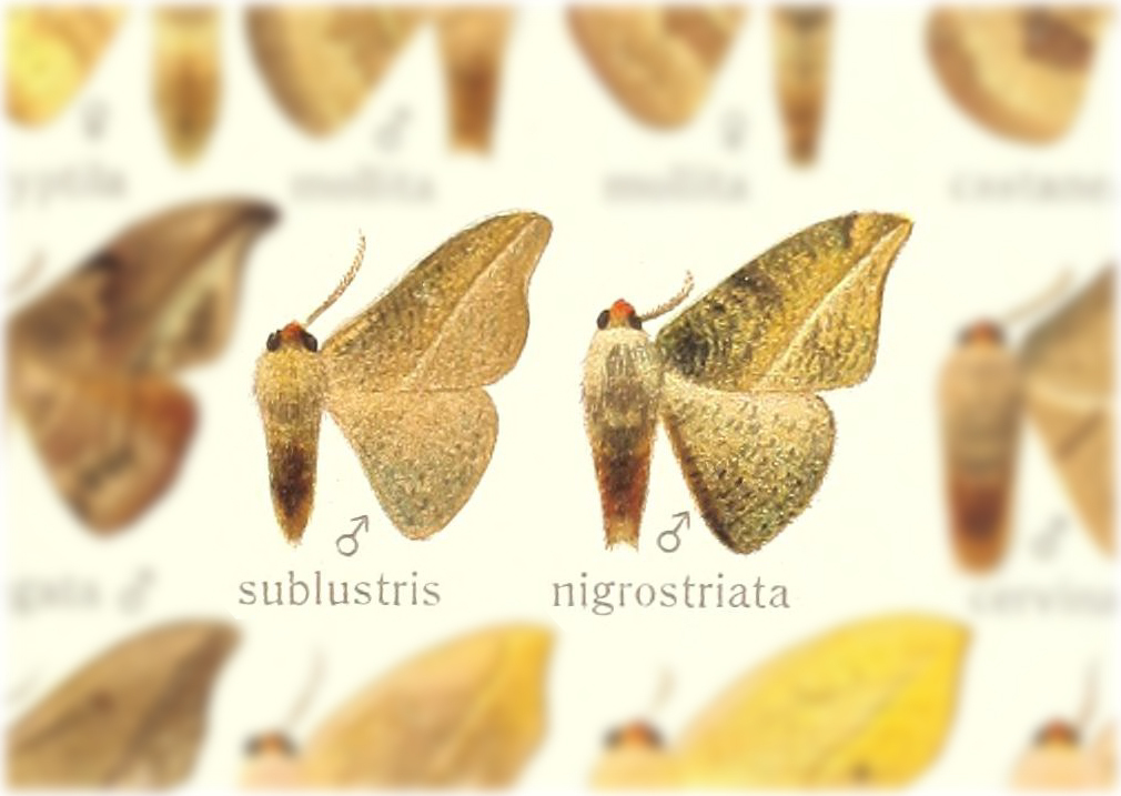 Oreta sublustris