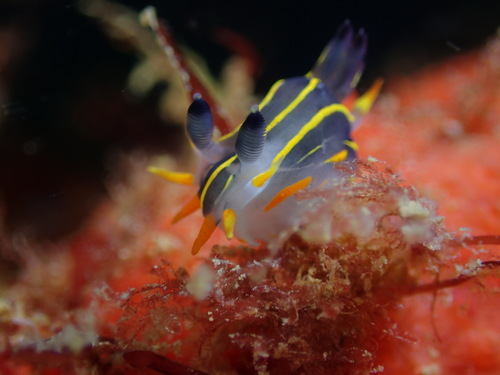 Polycera aurantiomarginata image