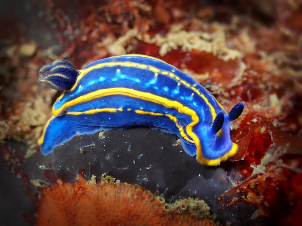Tricolored Felimare, photo 1 of 10
