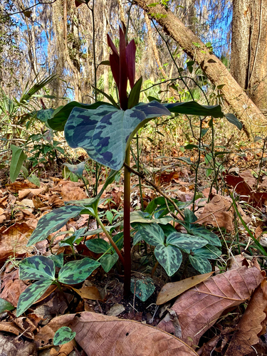 Trillium maculatum, photograph 4
