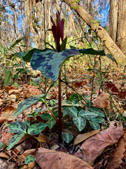 Trillium maculatum, photograph (c) Melissa Meadows, some rights reserved (CC BY)