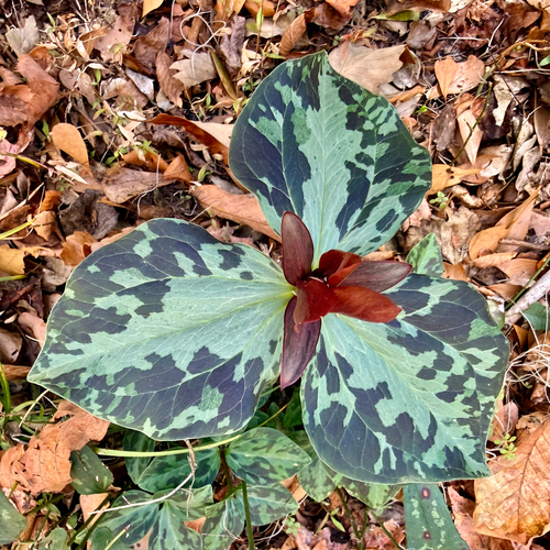 Trillium maculatum, photograph 5