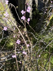 Sibara angelorum